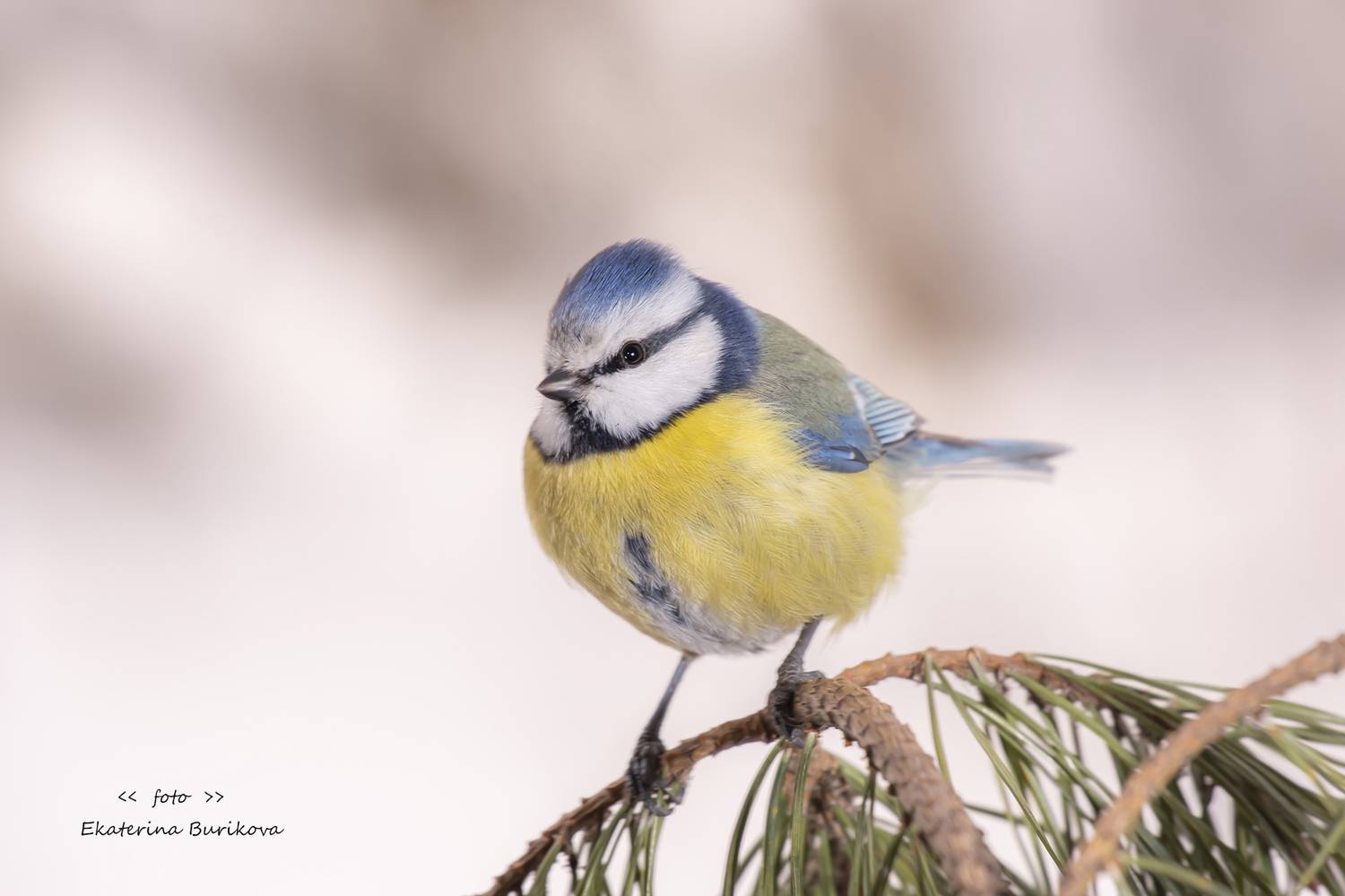 , Бурикова Екатерина