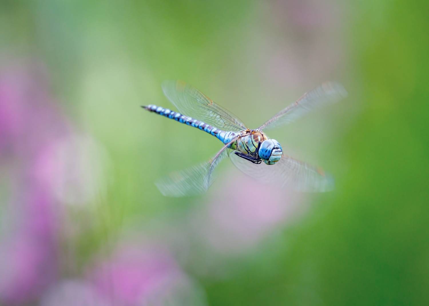 , Кузнецов Дмитрий