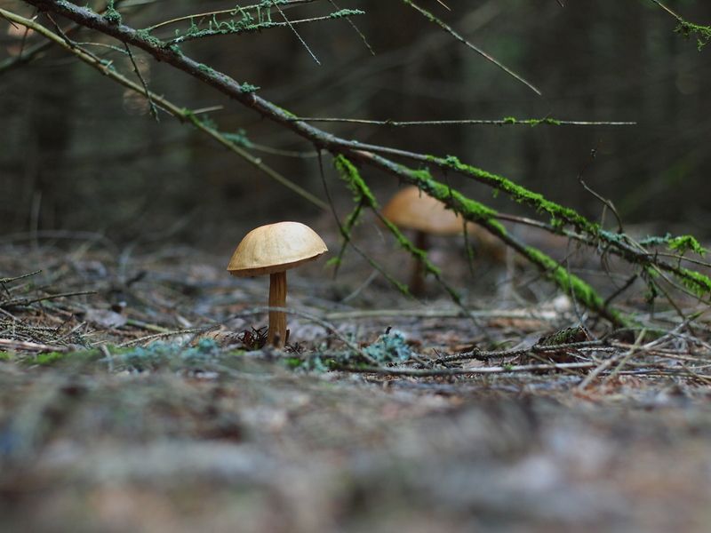 Грибная тема. Подберёзовик(и) не под берёзами фото превью