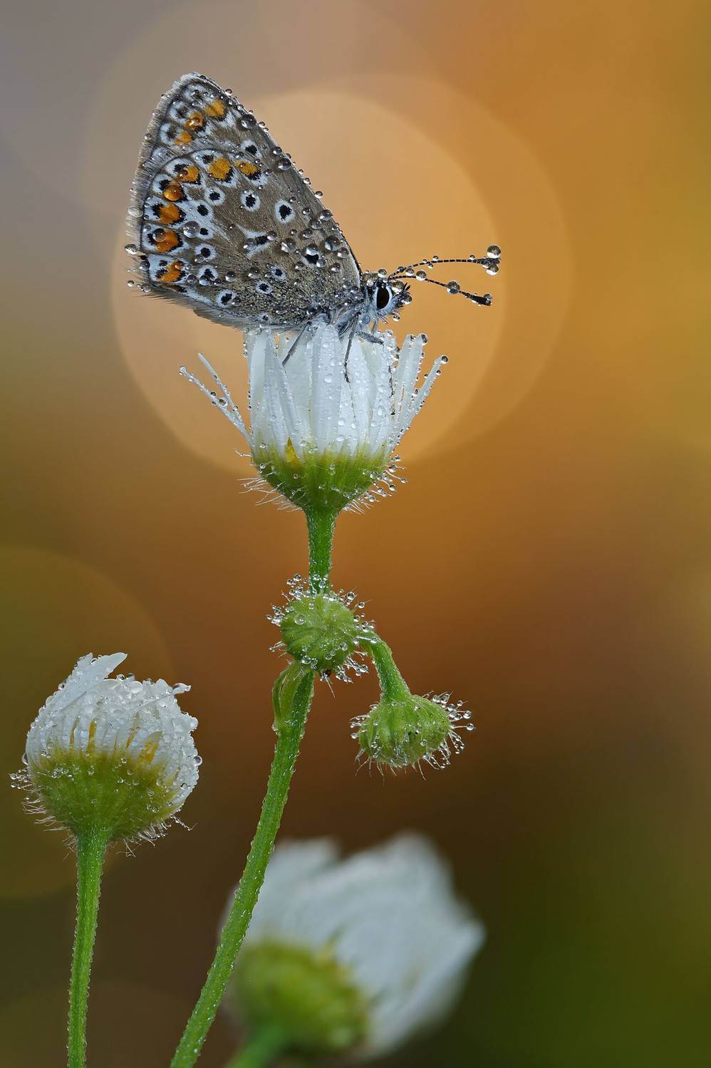 Бабочка, Чепленко Алексей