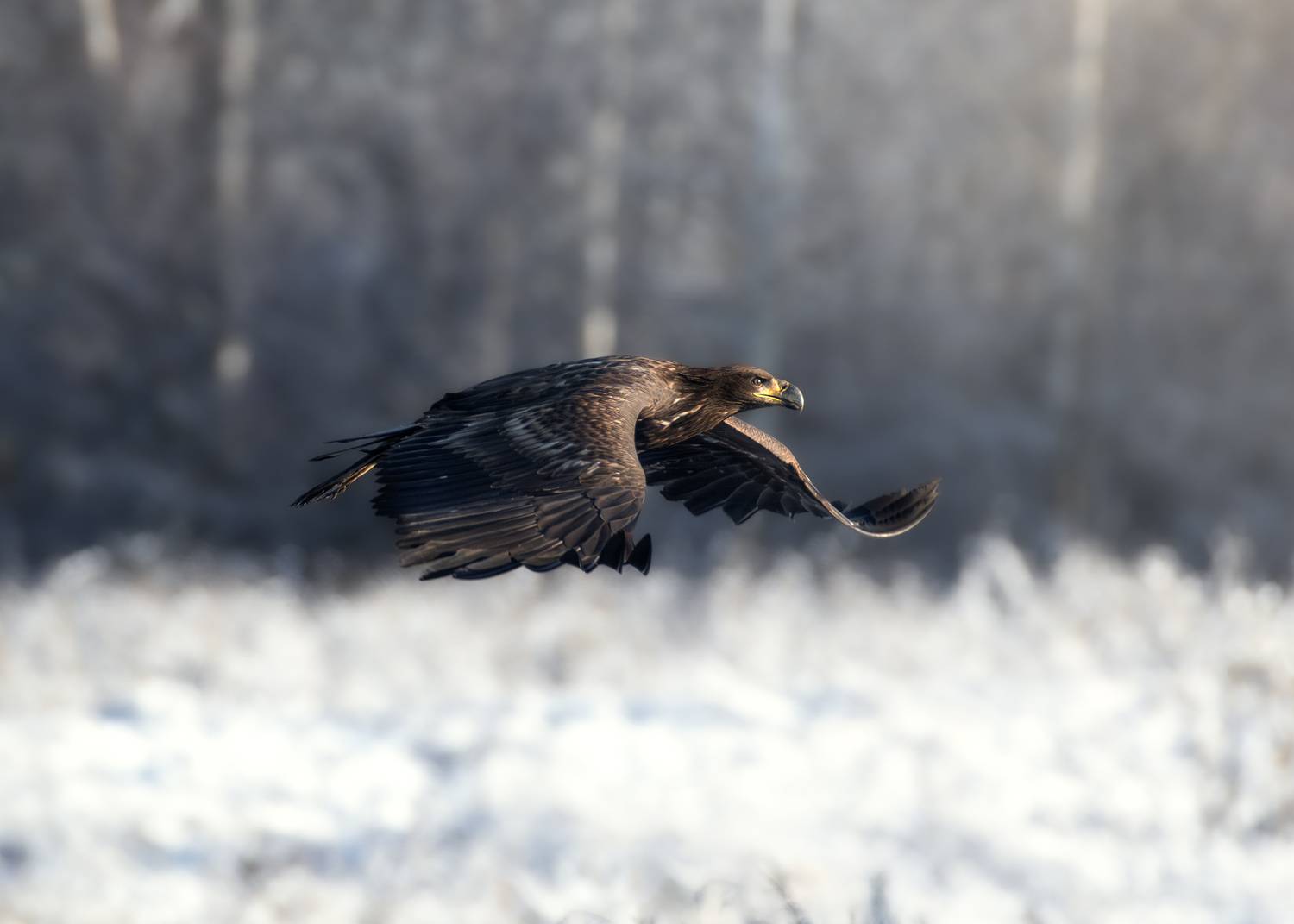wildlife, birdwatching, nature, bird photography, птица, фотоохота, природа, орлан-белохвост, Полина Шальнева