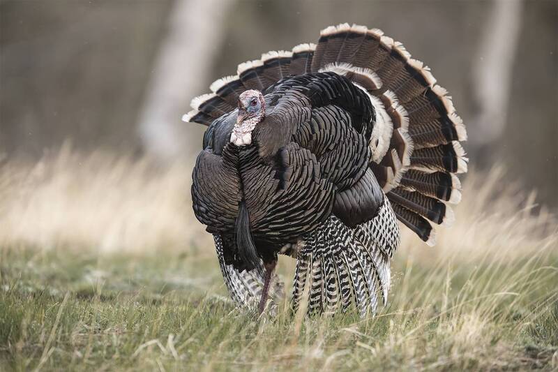 turkey, colorado, usa, bird Я надену всё лучшее сразу фото превью