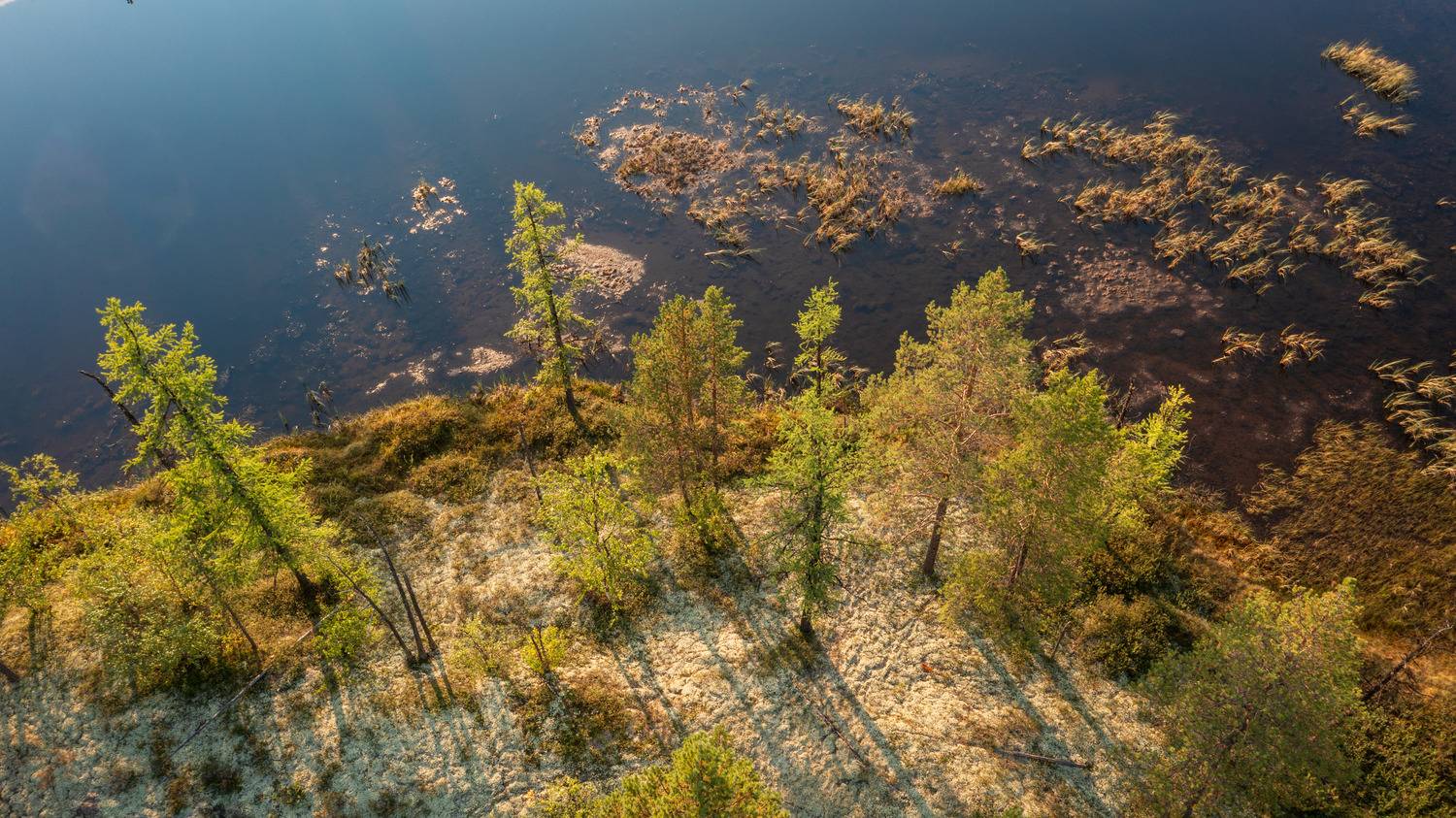 , Олег Сторожев