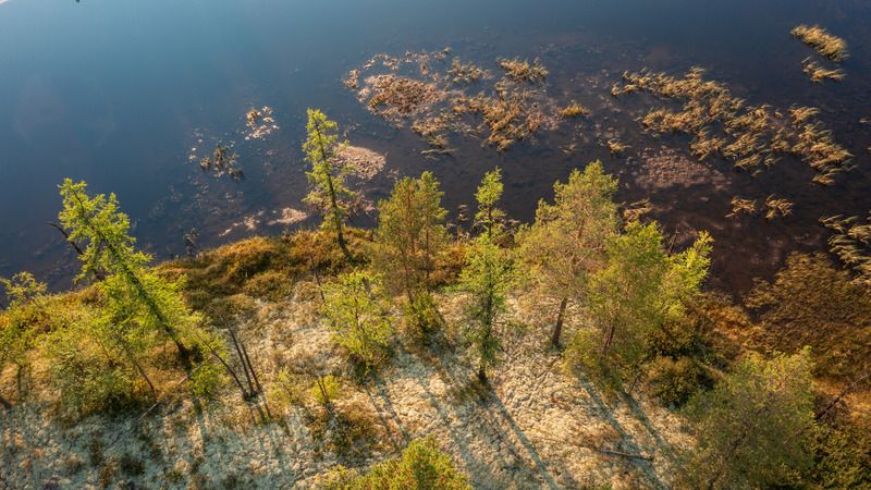 Болотистый берег фото превью