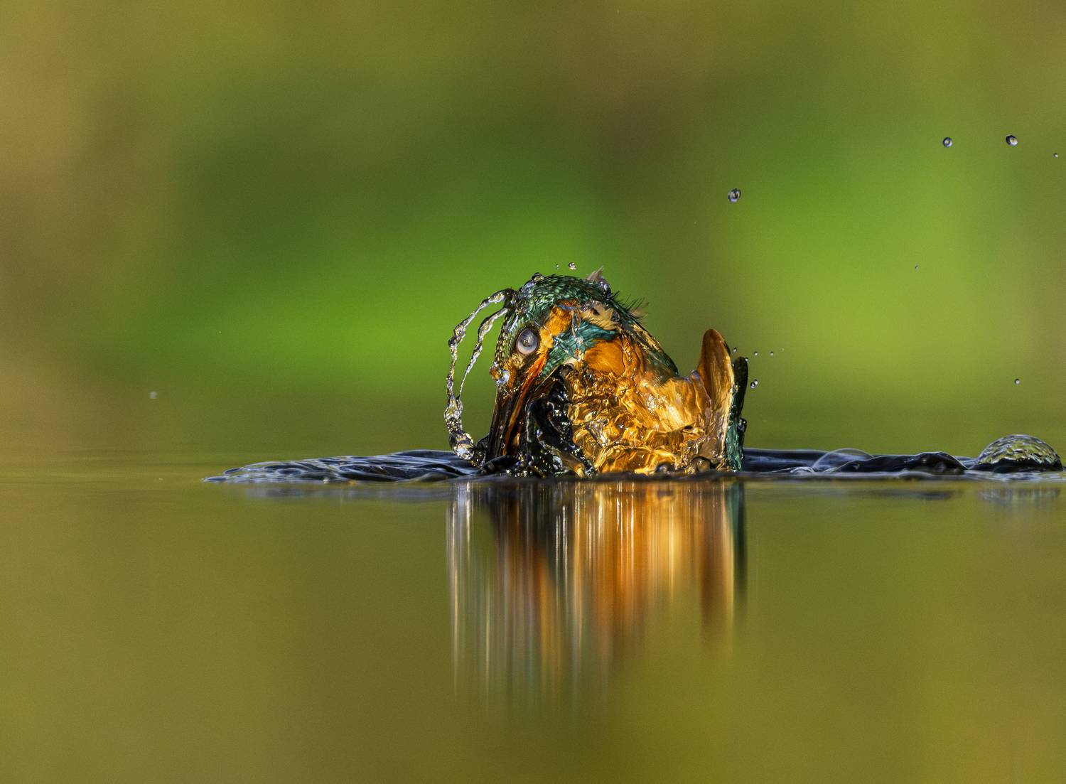 , T&iacute;mea Ambrus