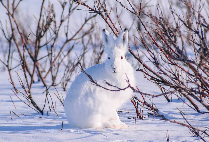 Косой фото превью