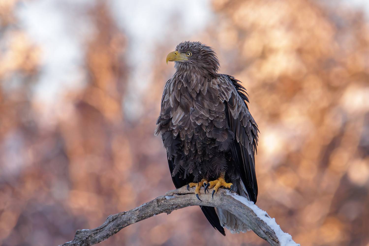 орлан-белохвост, орлан, Морозов Сергей
