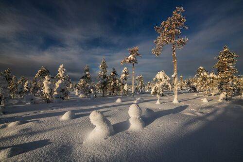 Хорошо нынче на болотах...