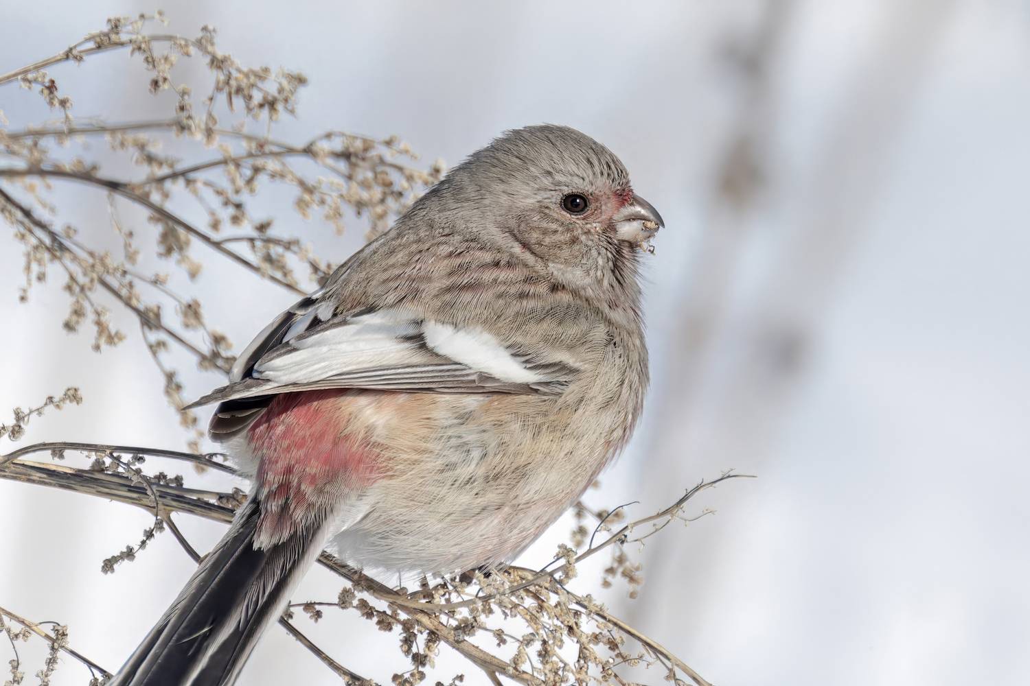урагус, птицы, природа, пернатые, birdwatching, Abdalova Tatiana