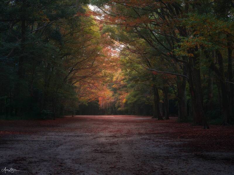 japan, kyoto, forest, travel, landscape, nature, photography, autumn Japanese Forest фото превью