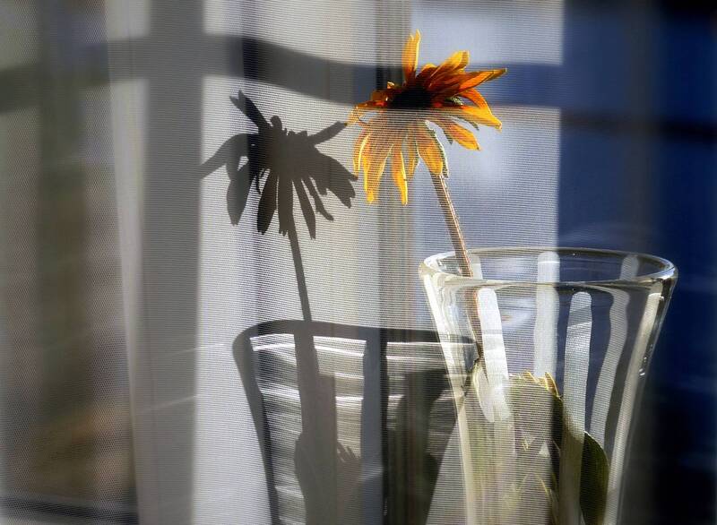 рудбекия, окно, натюрморт Спутницы фото превью