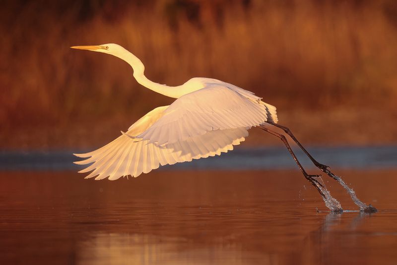 Heron  фото превью