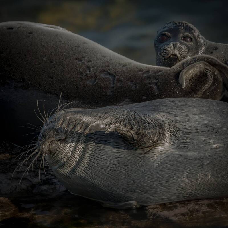 Фотосессия... Байкальская нерпа фото превью