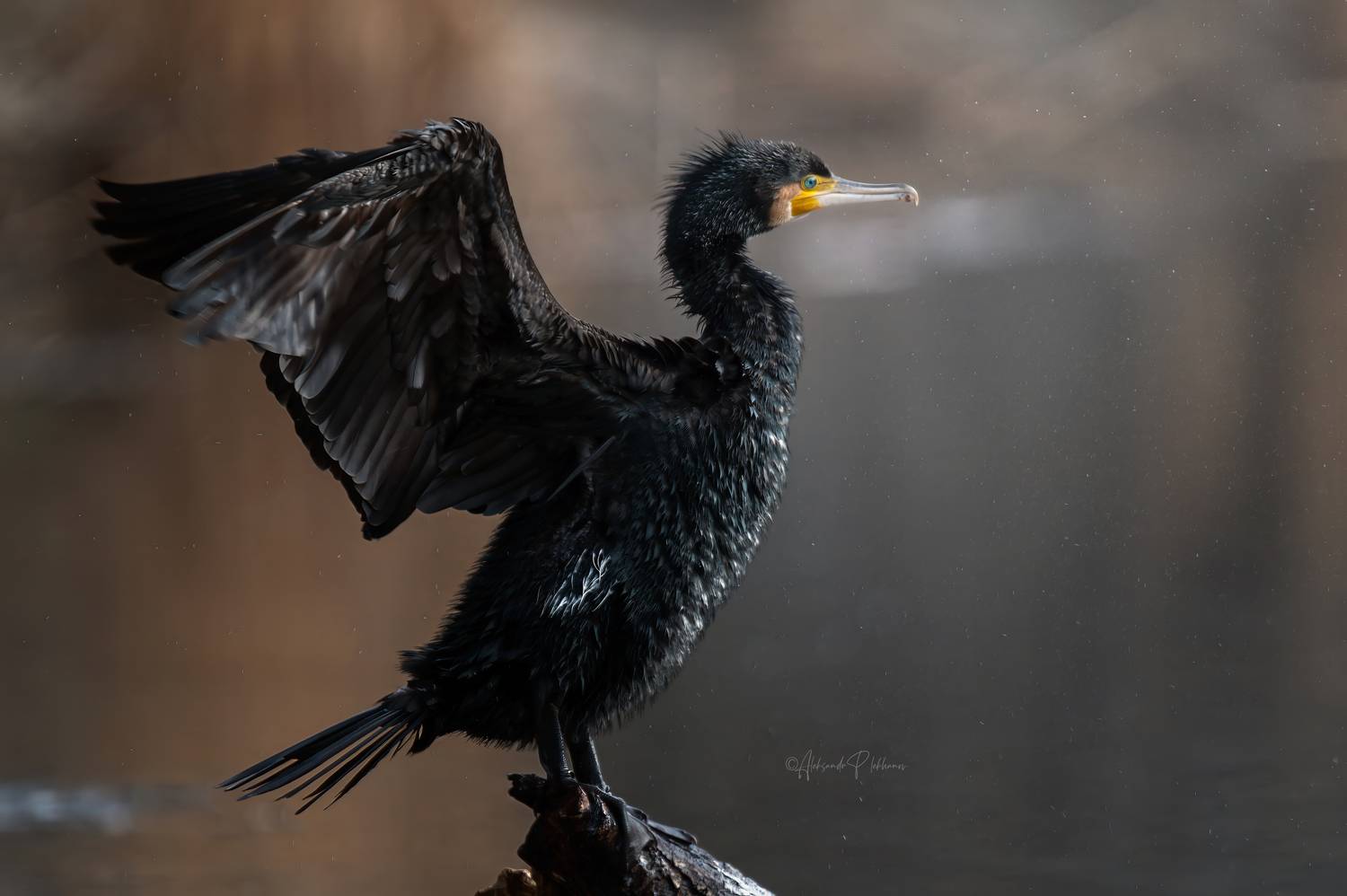 большой, баклан, wildlife, Плеханов Александр