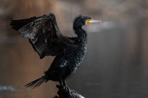 Взмах крыльев