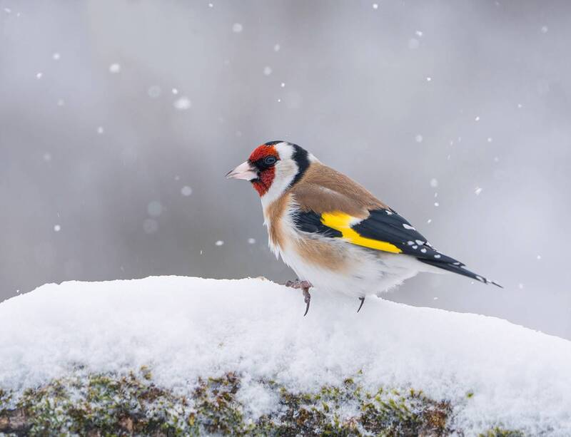 Щегол фото превью