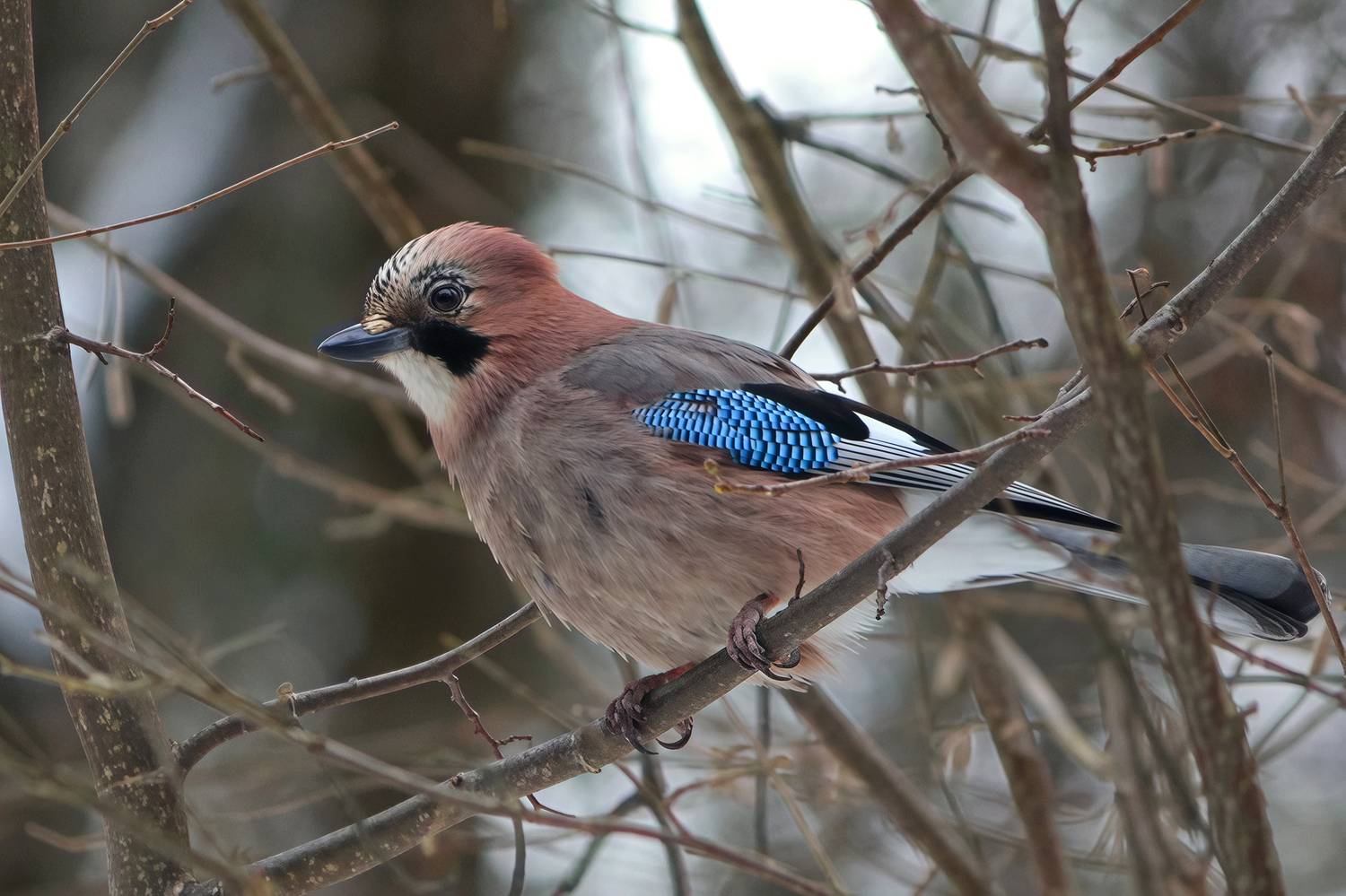 сойка, обыкновенная сойка, кареза, garrulus glandarius, КарОл