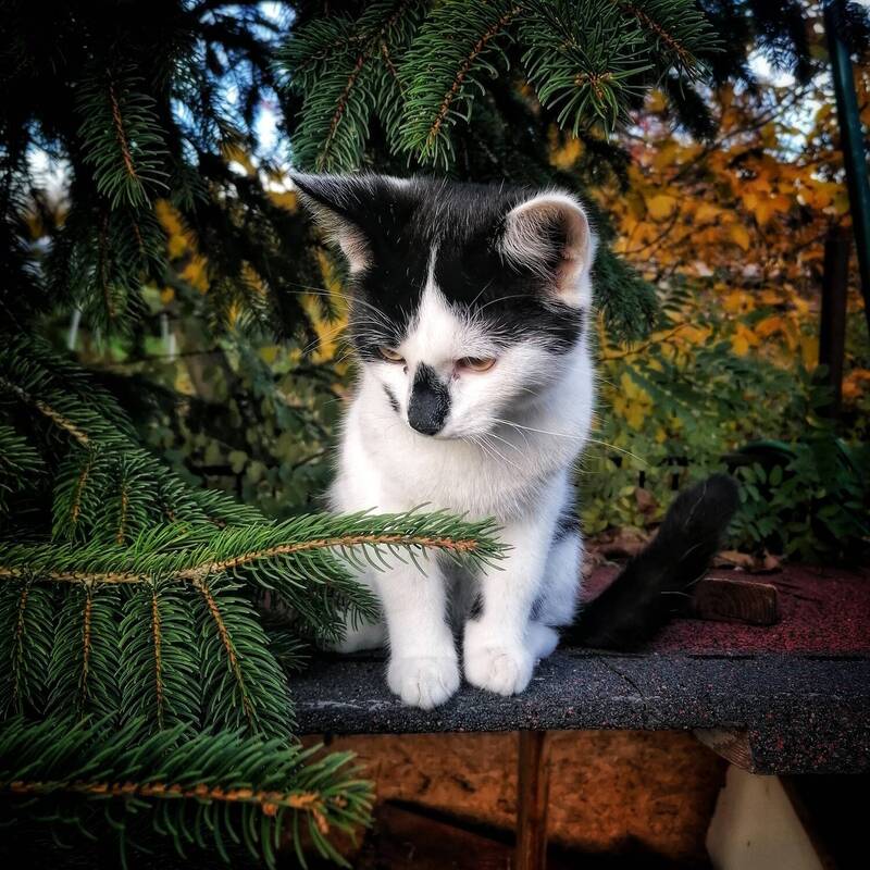 Little cat фото превью