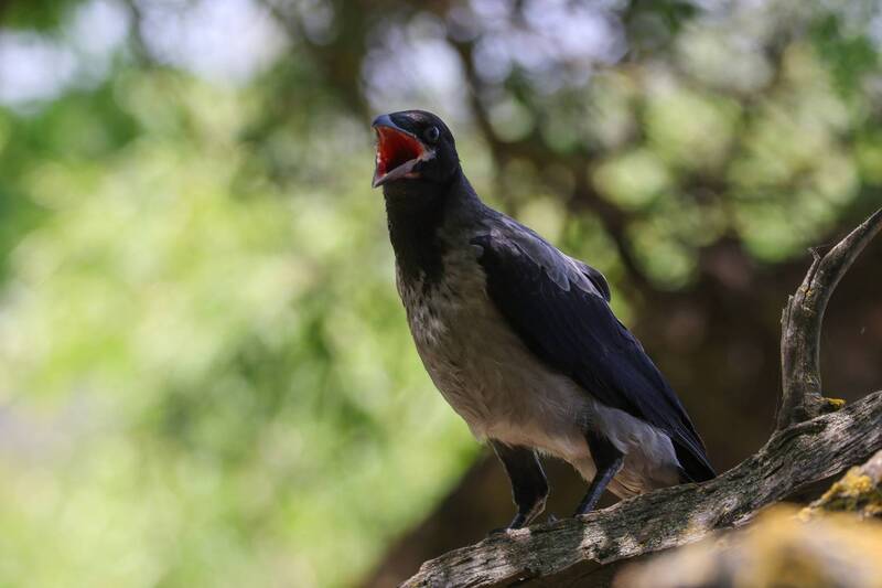 Взрослый птенец вороны.. фото превью