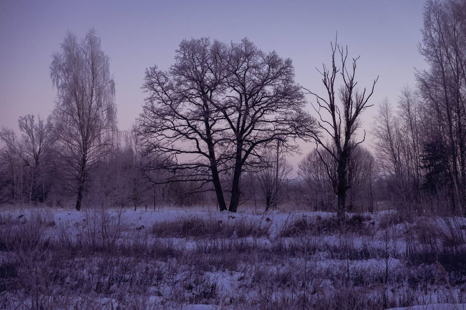 ainavarozākoki, Cielava Dace