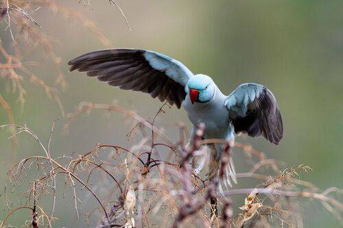 Попугай Ожереловый синий