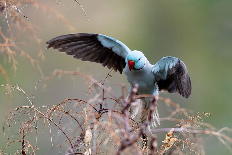 Попугай Ожереловый синий фото превью