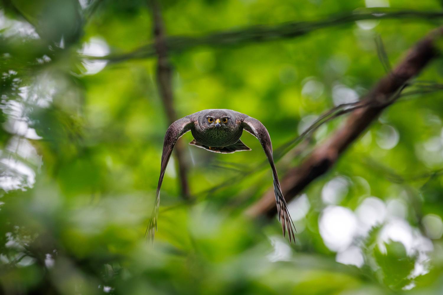 , Антон Науменко