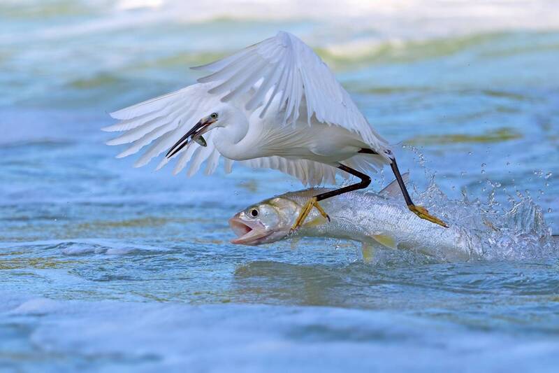 egret, fish One Step Ahead фото превью