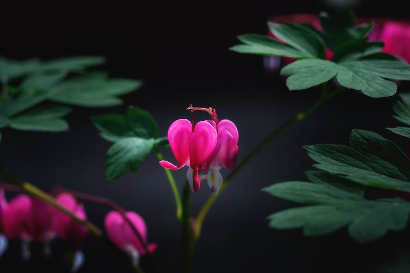 Дицентра фото превью