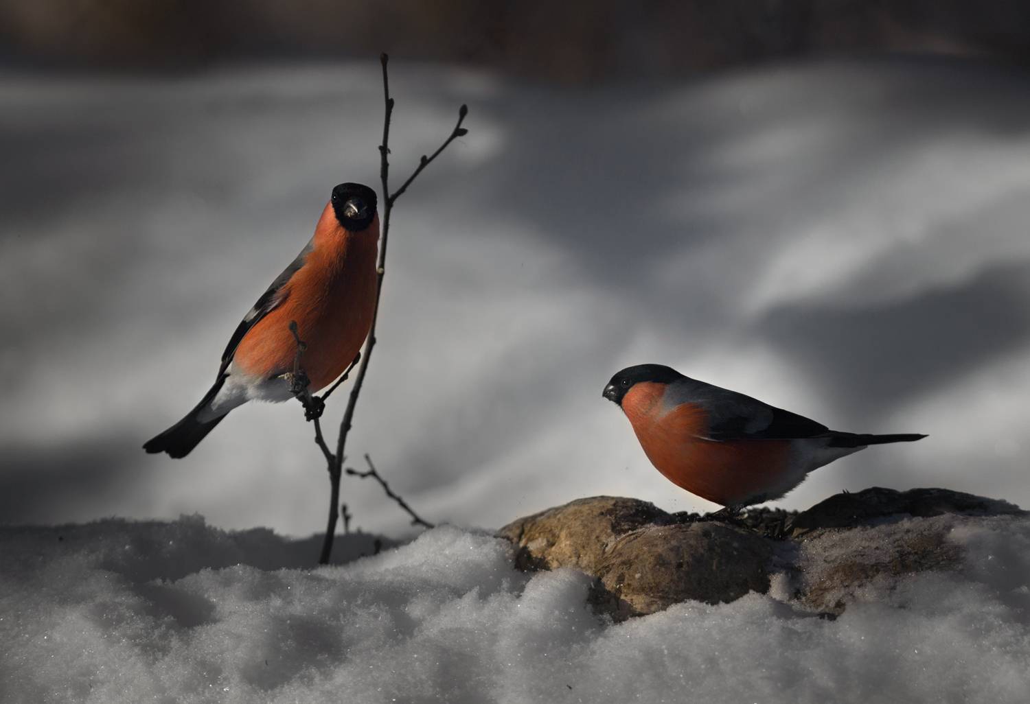 , Баранов Олег