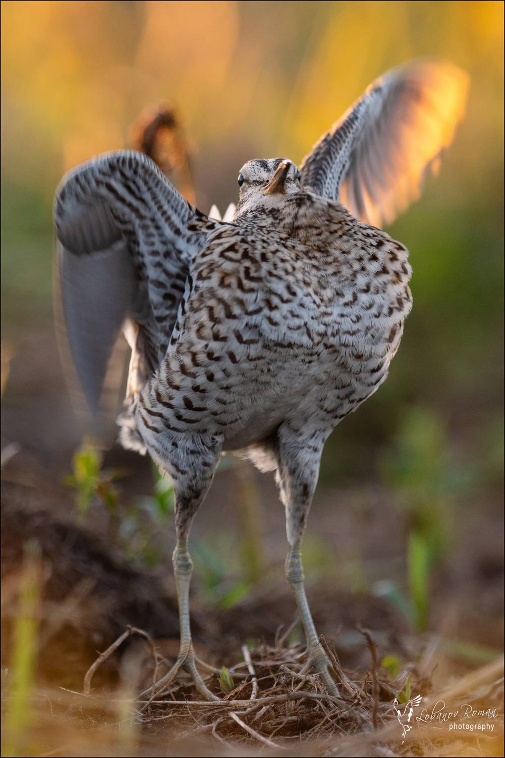 Дупель, Птицы, Лобанов, Пересвет, Лобанов Роман