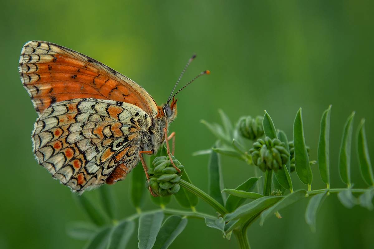 бабочка, шашечница, макро, Рябов Игорь