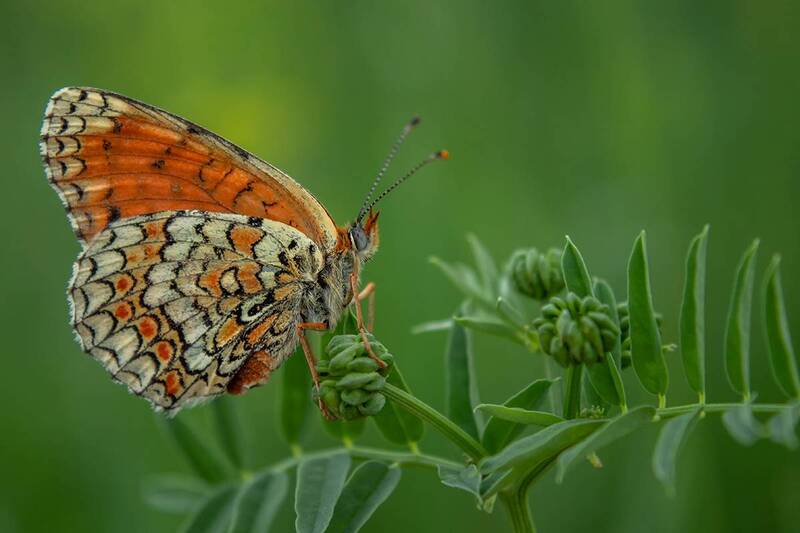 *** фото превью