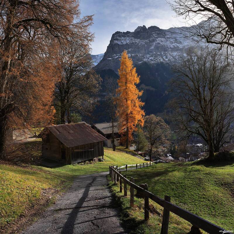 swiss Одинокая Осень в квадрате фото превью