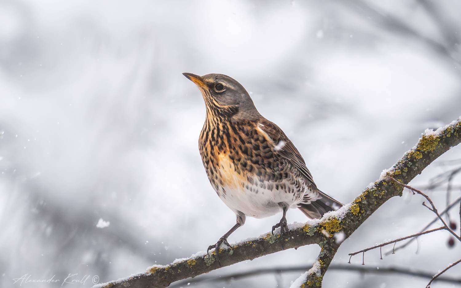 дрозд рябинник, рябинник, дрозд, turdus pilaris, зима, снег, Круль Александр