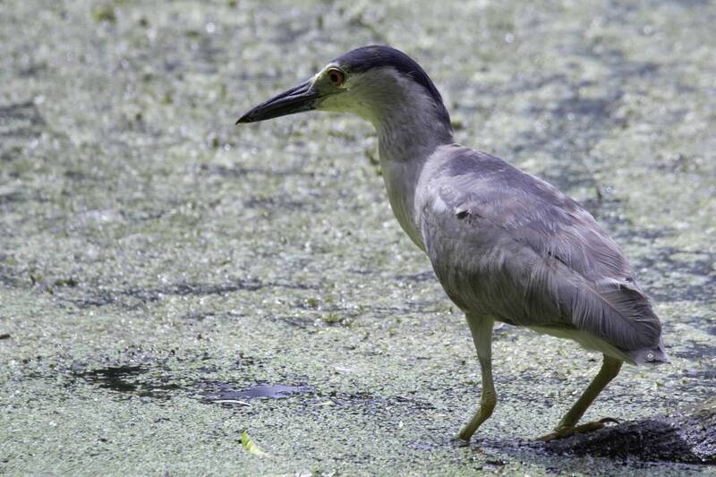 Night heron фото превью