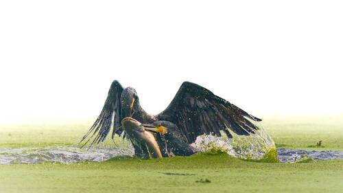 Breath Of The Untamed