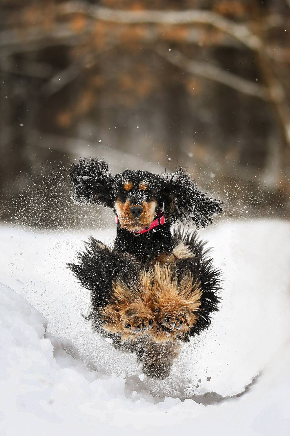 , Андрей Ершов