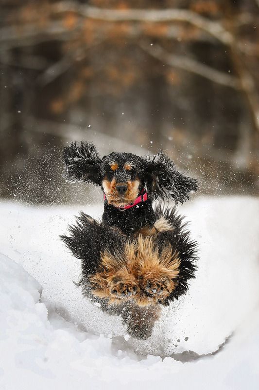 ..... фото превью