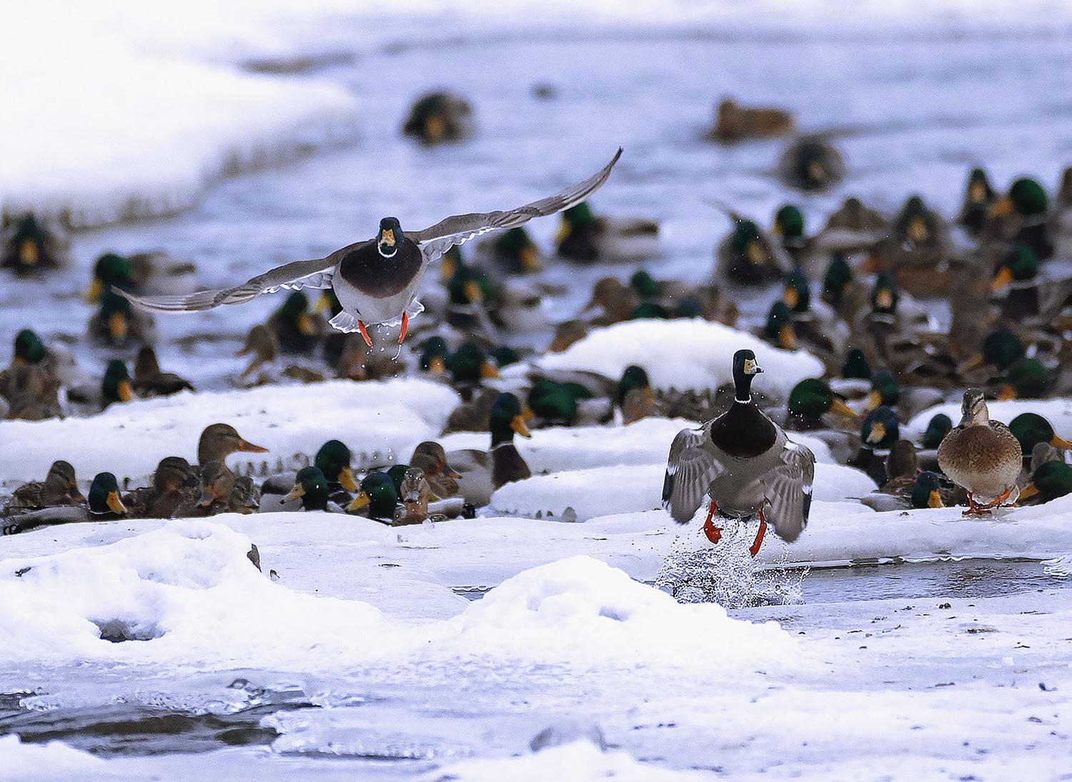 утки, стая, зима, природа, ducks, movement, nature, Стукалова Юлия