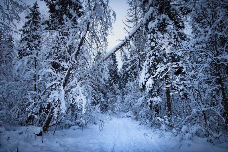 лес, зима, деревья В заснеженном лесу фото превью