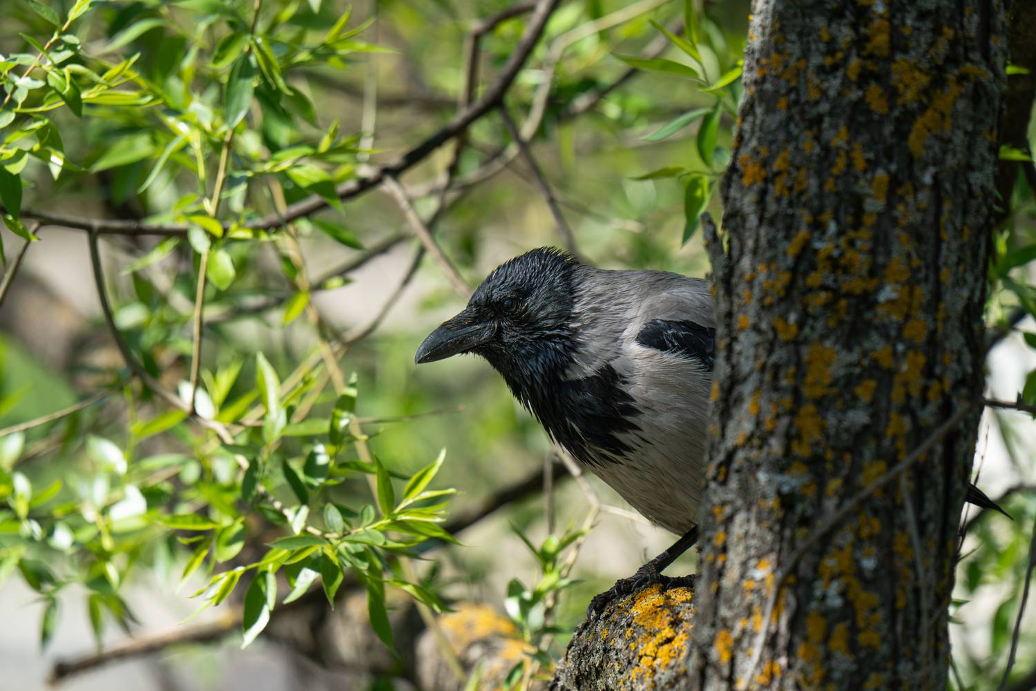 branche, ворона, деревья, лето, summer, crow, Corvus corone cornix, corvus, hooded crow, Сергей Малинкин