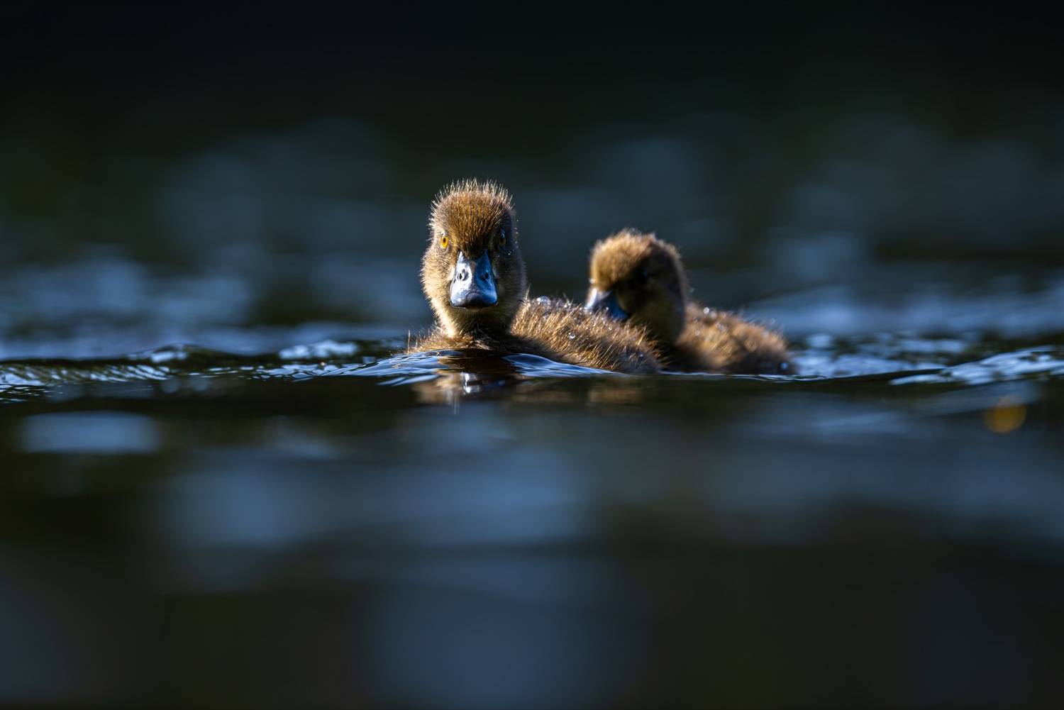 хохлатая чернеть, утка, нырок, птицы, пруд, утенок, Ruslan Pl