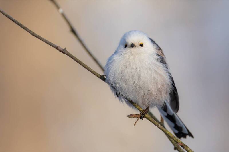 ополовник, синица, длиннохвостая синица, птицы Ополовник фото превью