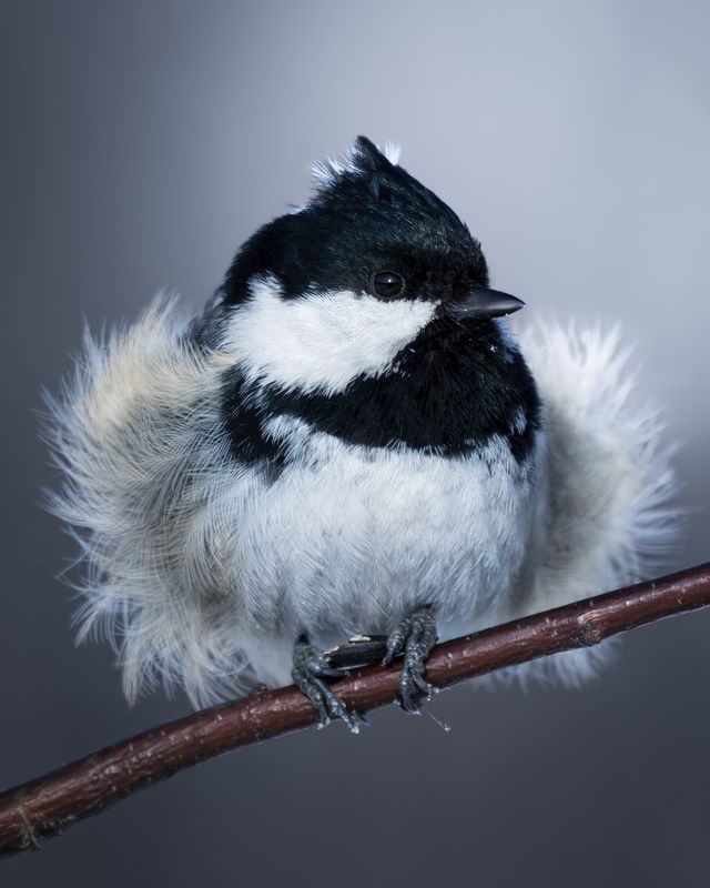 Московка (Periparus ater) фото превью