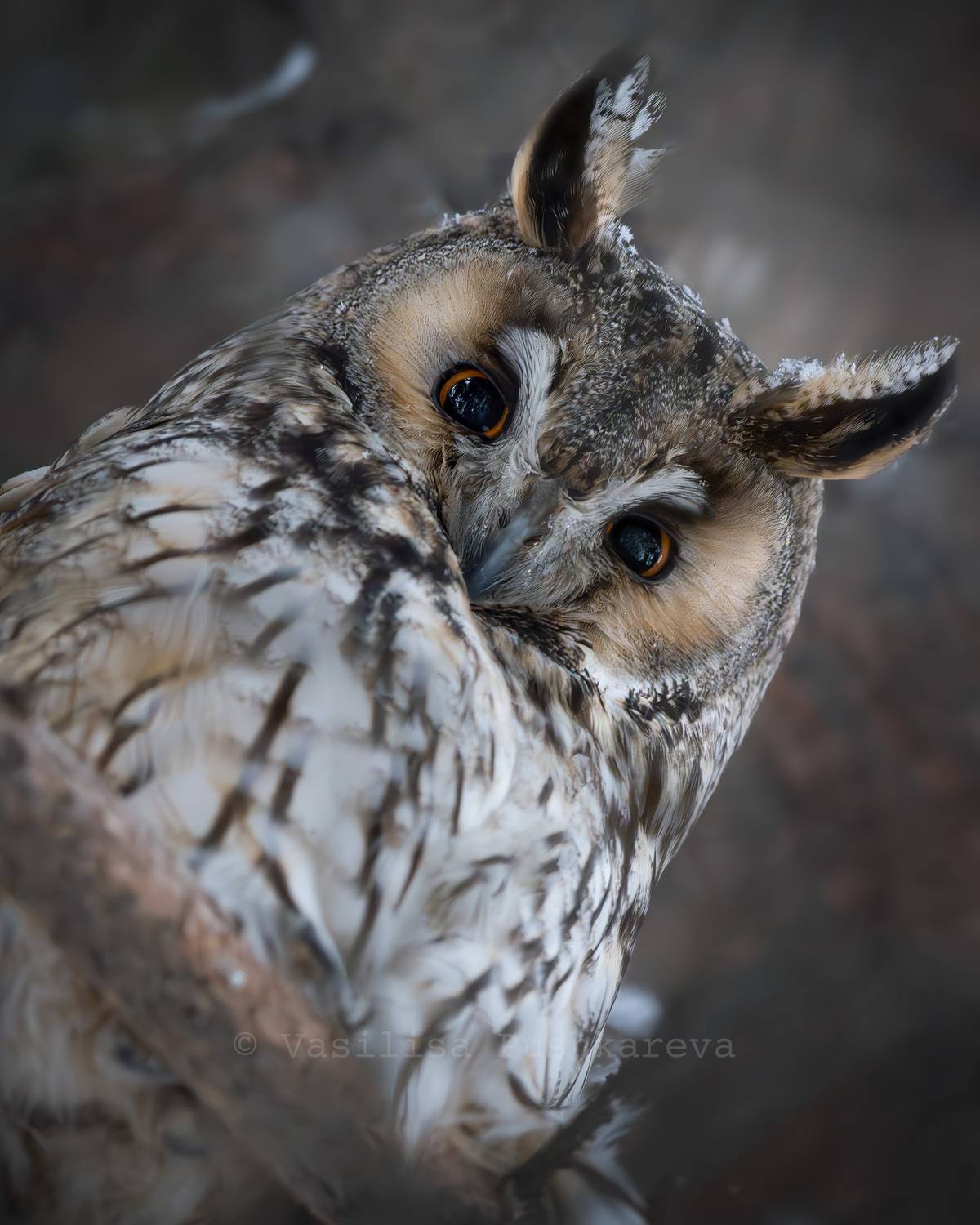 Ушастая сова, птица, Пушкарева Василиса