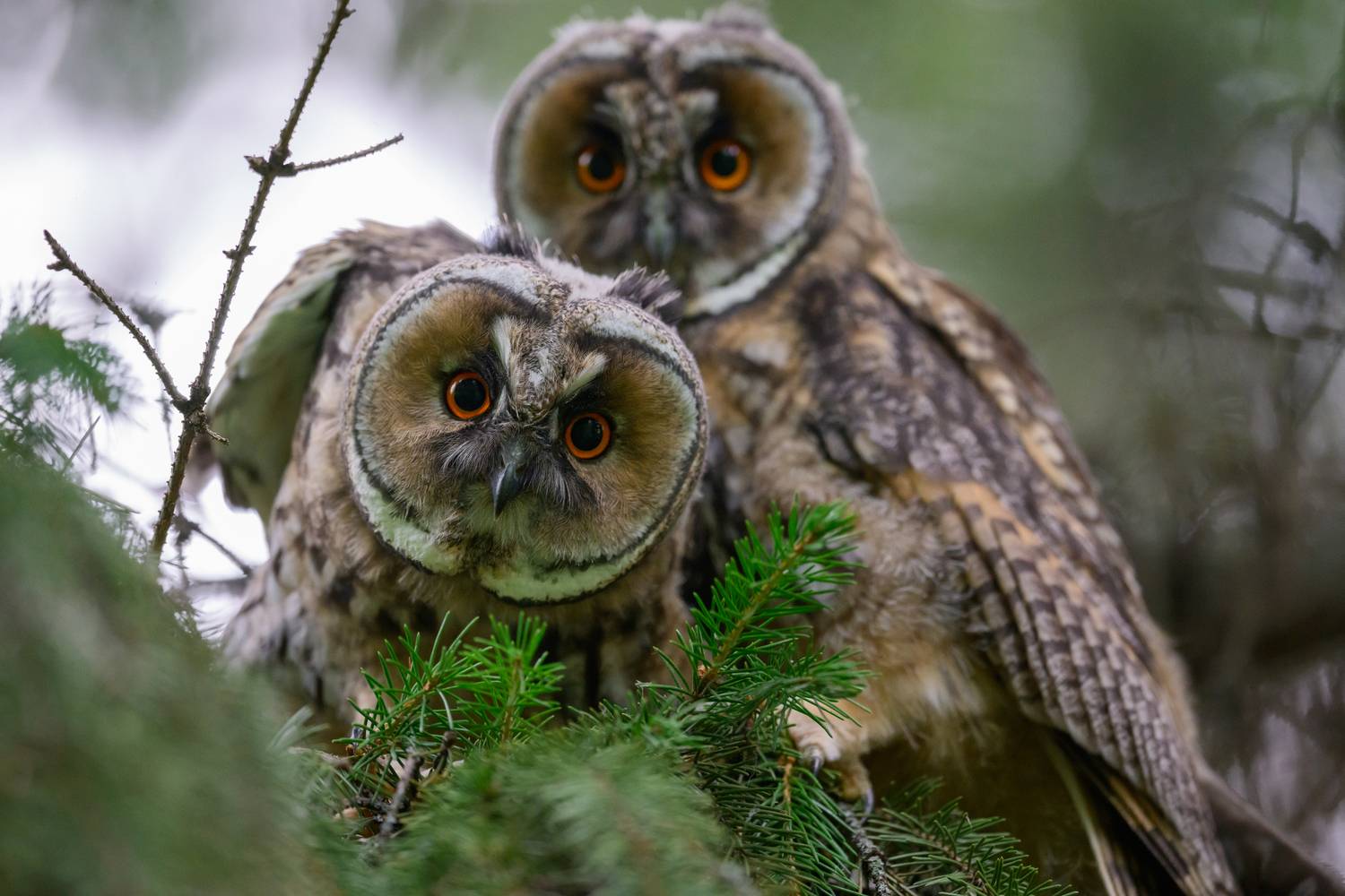 природа, птицы, дикие животные, татарстан, россия, Рустам Афлятунов