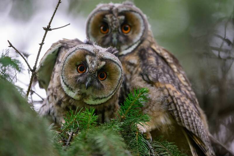 природа, птицы, дикие животные, татарстан, россия Птенцы фото превью