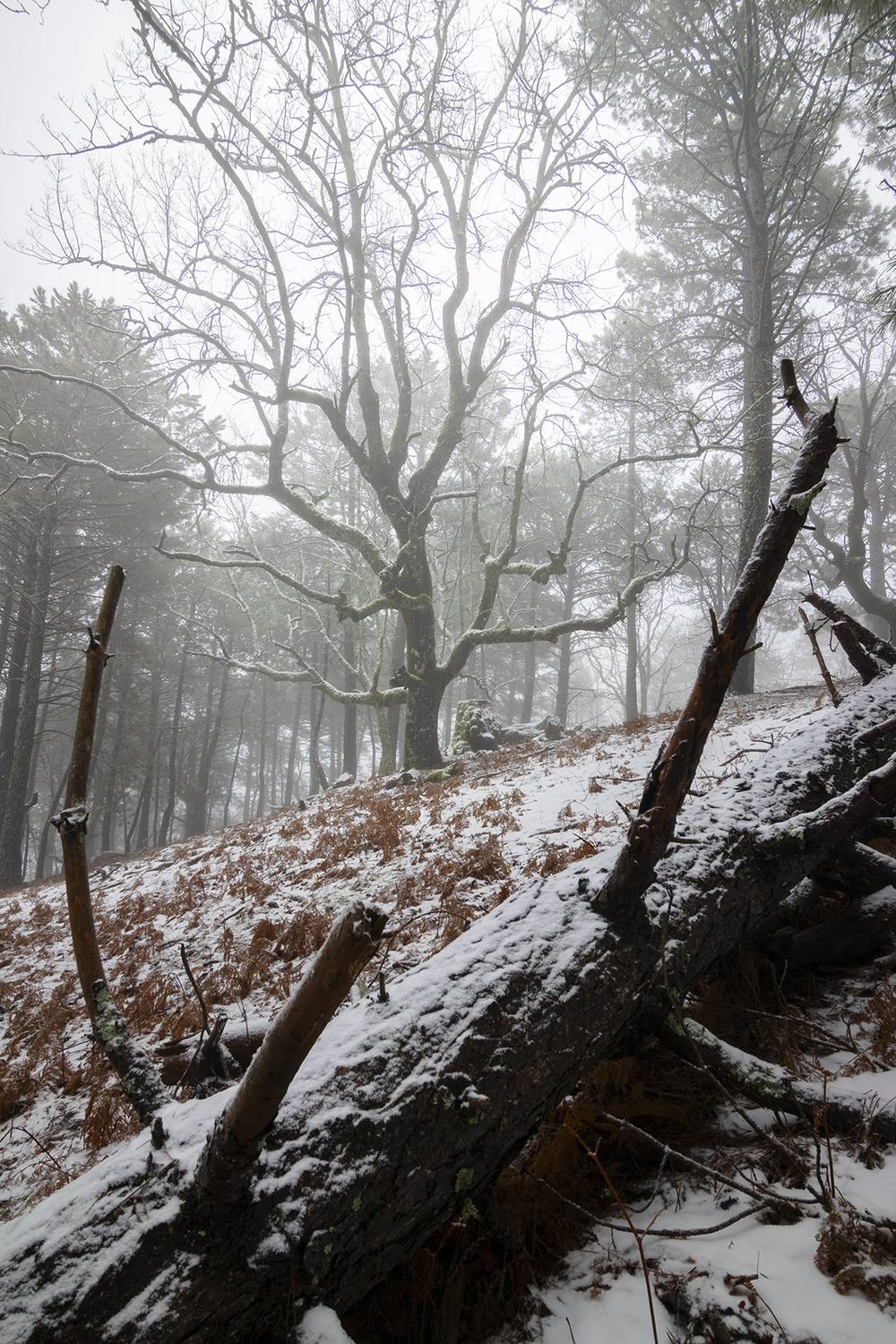 , jimenez millan samuel