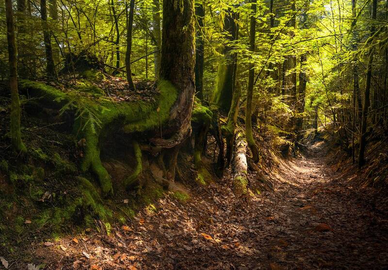 W lesie! фото превью